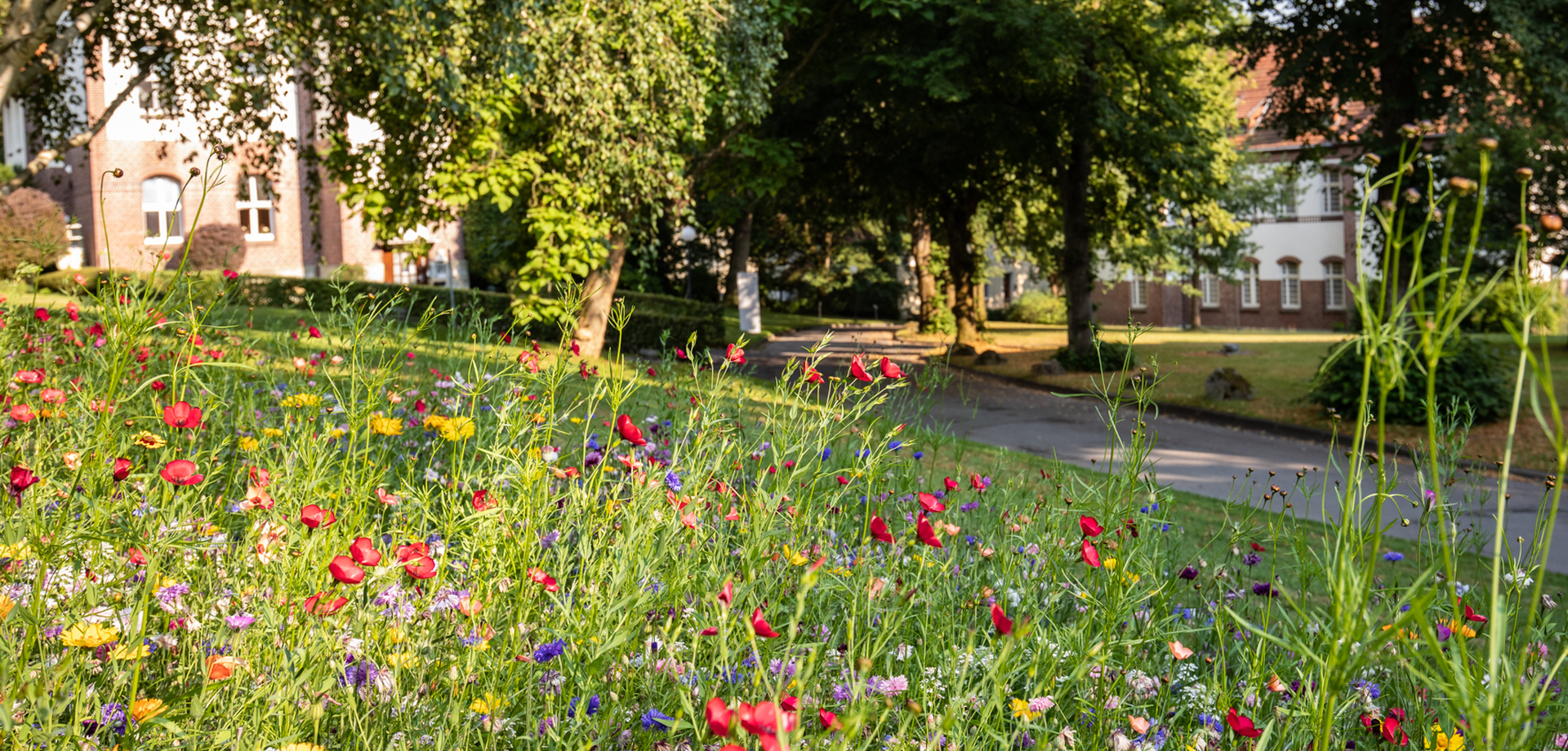 Eine bunte Blumenwiese auf dem LWL-Gelände.